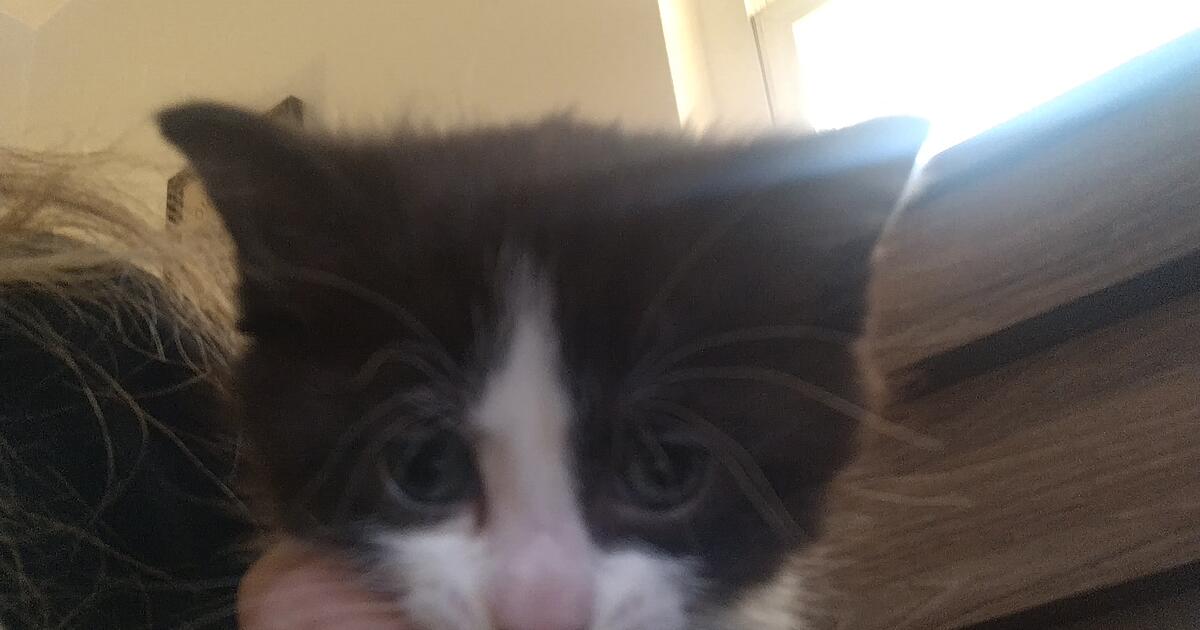 Kittens in Cincinnati, OH For Sale & Free — Nextdoor