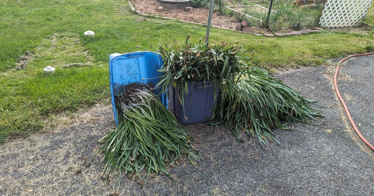 Daffodil bulbs mix pending pickup for free in sykesville md for