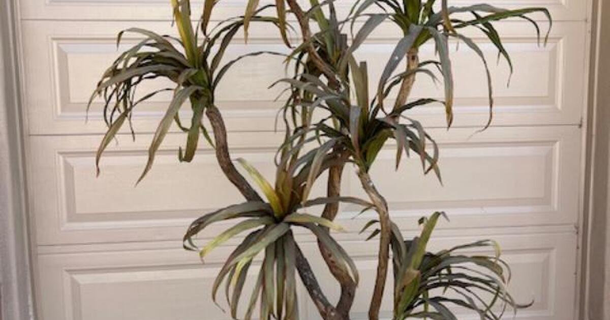 2 Beautiful faux / fake / artificial plants / trees 30 each for 30