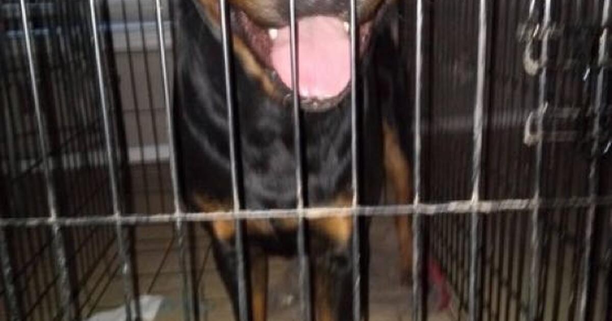 Baby Rottweilers For Free Relocatingโฆโฆ need to find a home for my Rottweiler. for Free in San ...