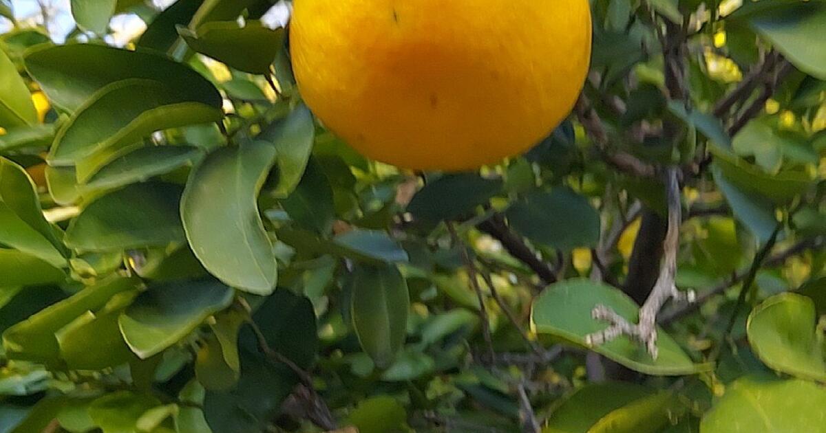 regular-grapefruits-for-free-in-tucson-az-for-sale-free-nextdoor