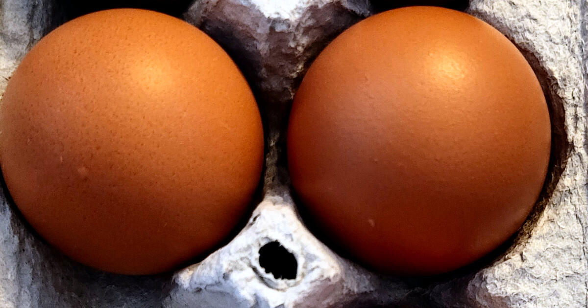 FRESH EGGS Free Range Organic Happy Chickens For 5 In Yarmouth Port FRESH EGGS Free Range Organic Happy Chickens For 5 In Yarmouth Port