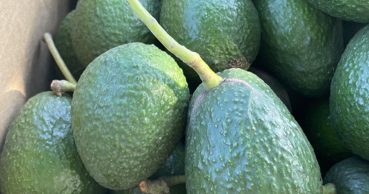 Organic HASS AVOCADOS .75 ea for $1 in Santa Barbara, CA | For Sale ...