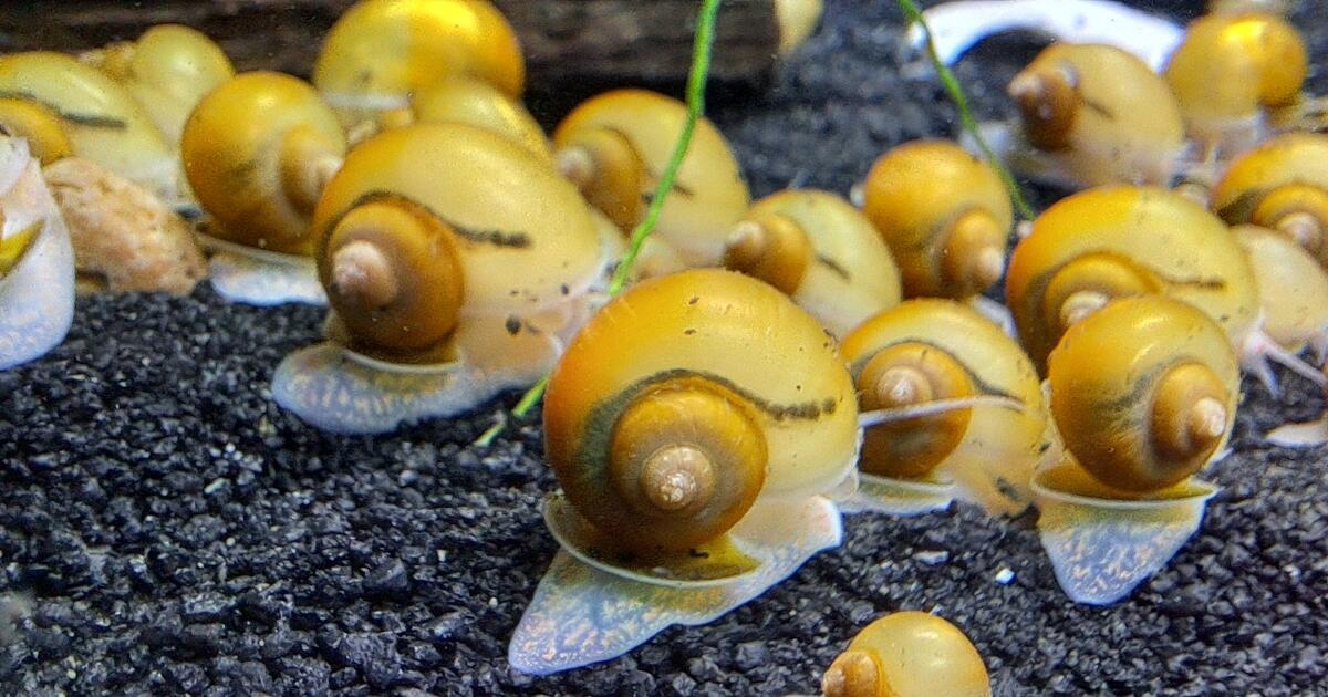 gold-mystery-snails-for-free-in-birmingham-al-for-sale-free-nextdoor