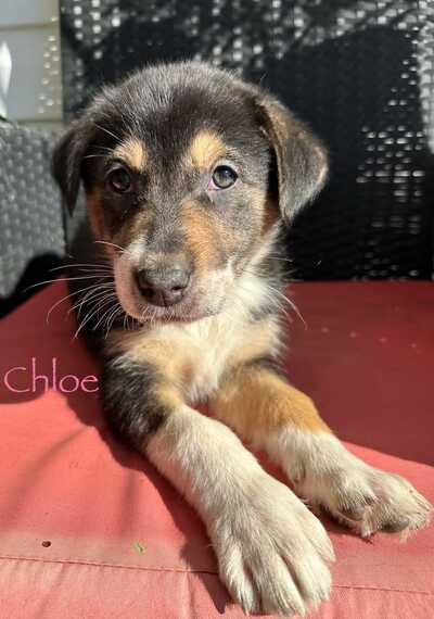 Aussiedor puppies best sale for sale