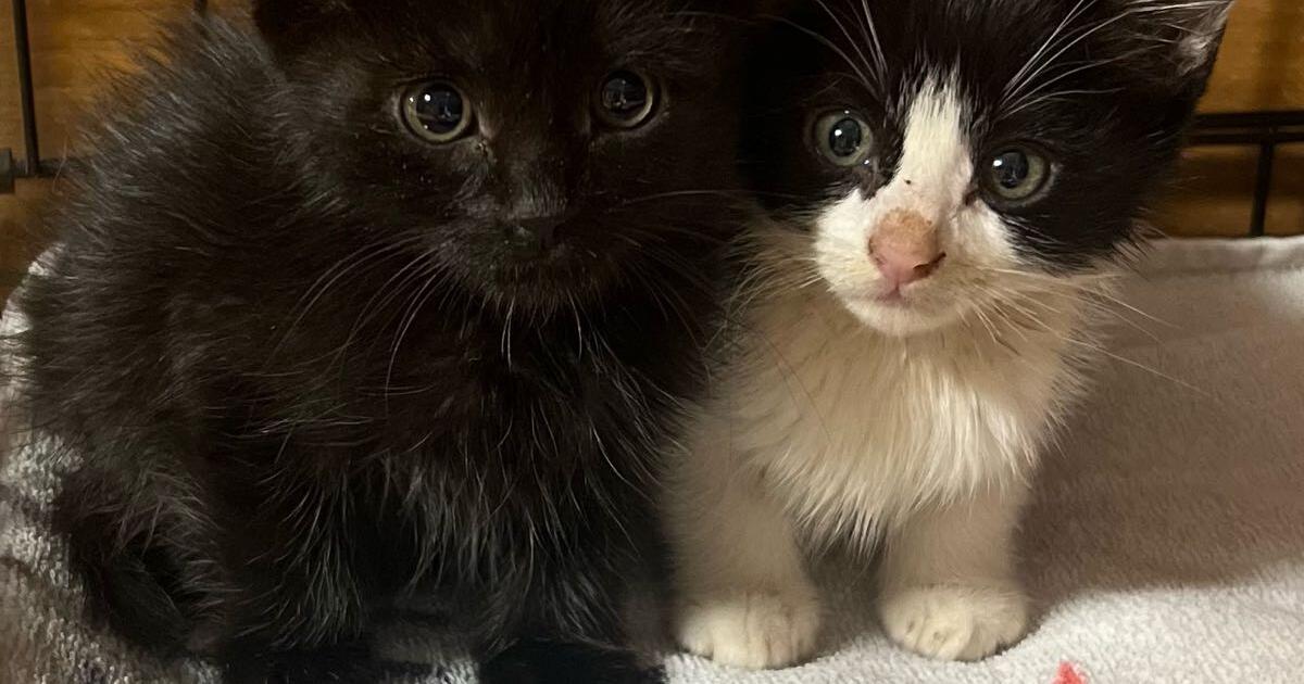 2 kittens free to a good home for Free in Wolfforth, TX Finds — Nextdoor