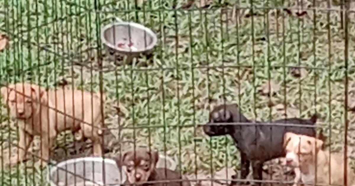 puppies in Maysville, GA For Sale & Free — Nextdoor