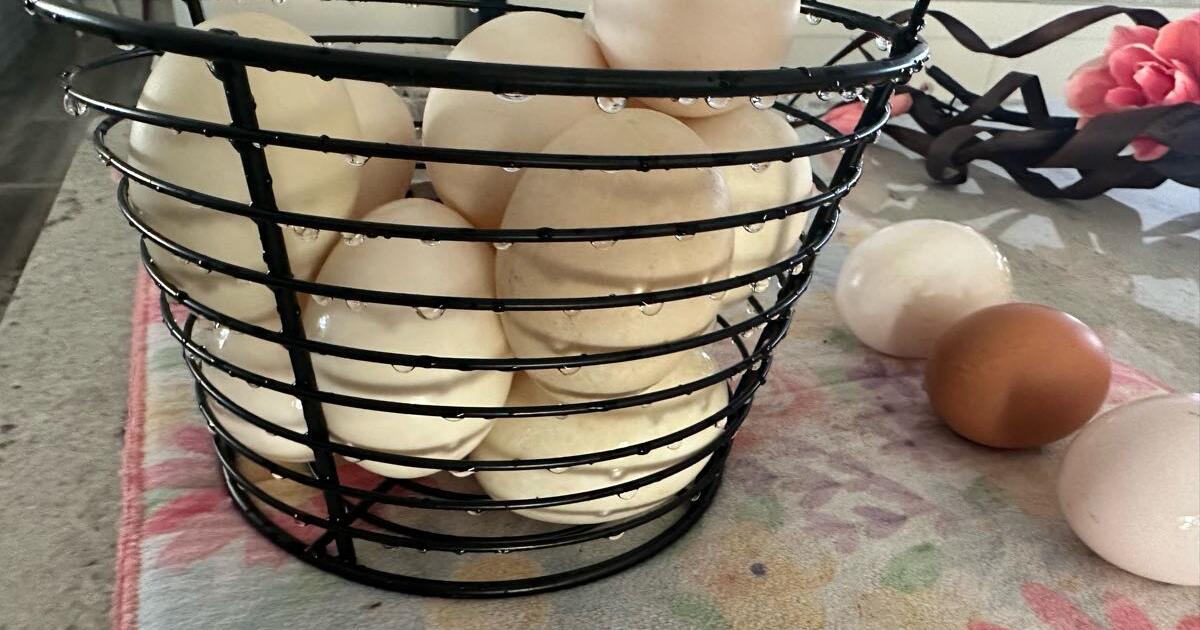 E G G S. EGGS EGGS for Free in London, OH For Sale & Free — Nextdoor