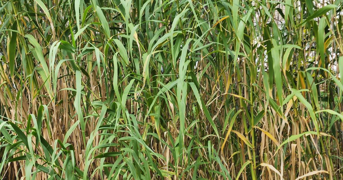 Giant Cane Bamboo free for Free in Overland Park, KS | Finds — Nextdoor