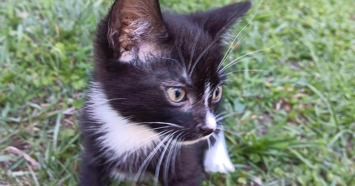 FREE Kittens for Free in Summerville, SC For Sale & Free — Nextdoor