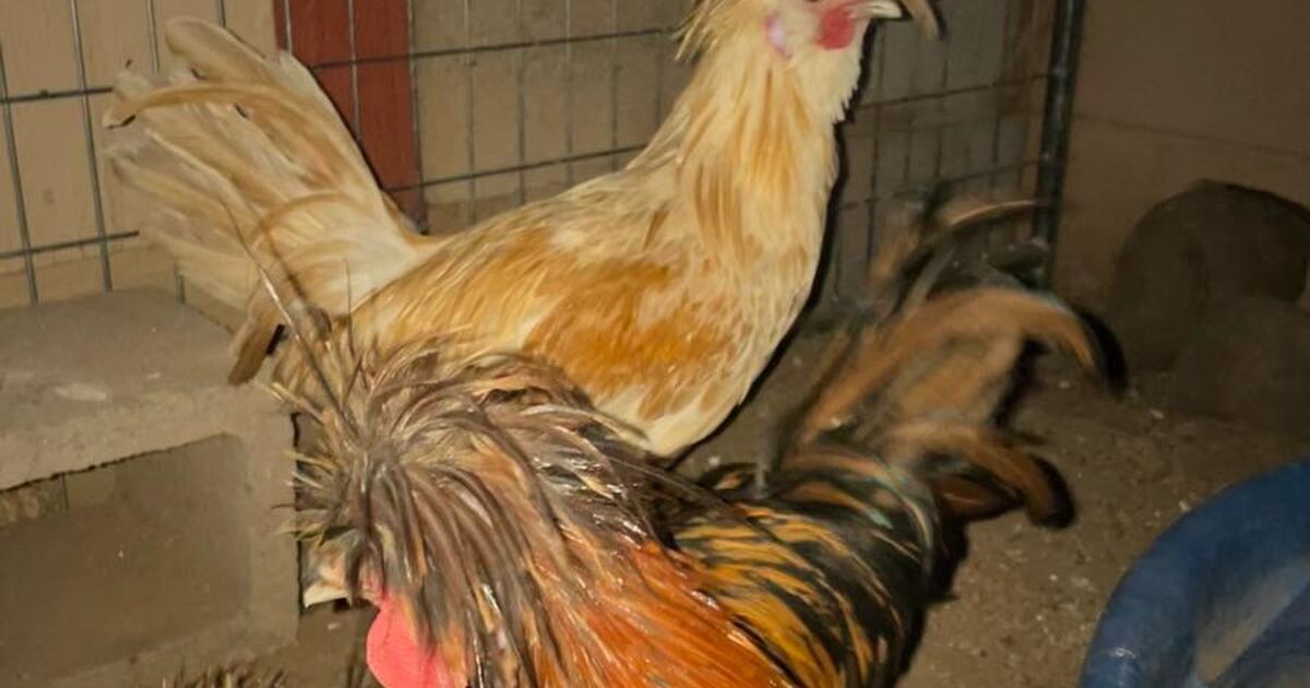 Roosters for Free in Phoenix, AZ For Sale & Free — Nextdoor