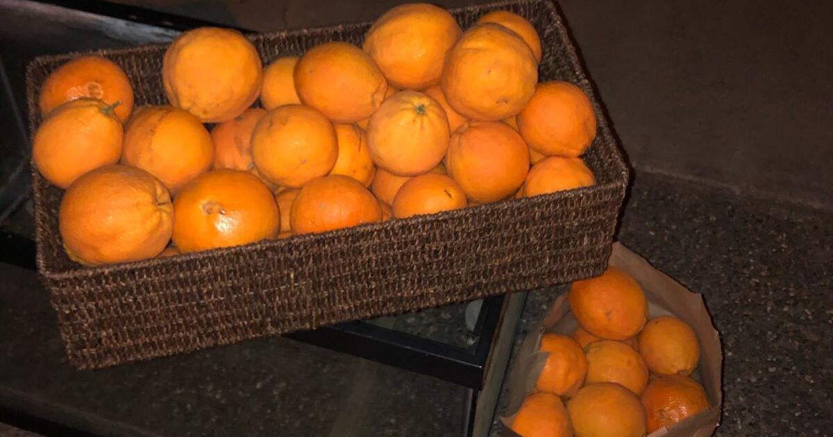 Free oranges for Free in San Jose, CA Finds — Nextdoor