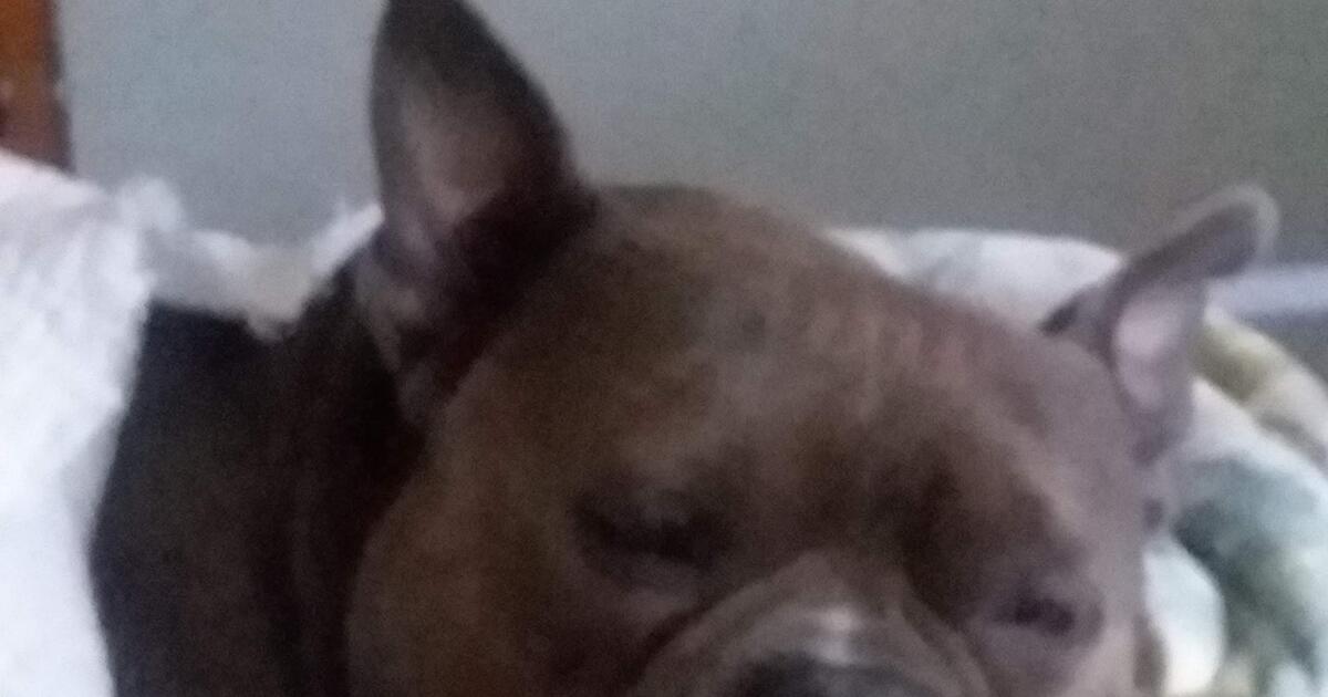 Overnight dog care for 30 in havre de grace md for sale free