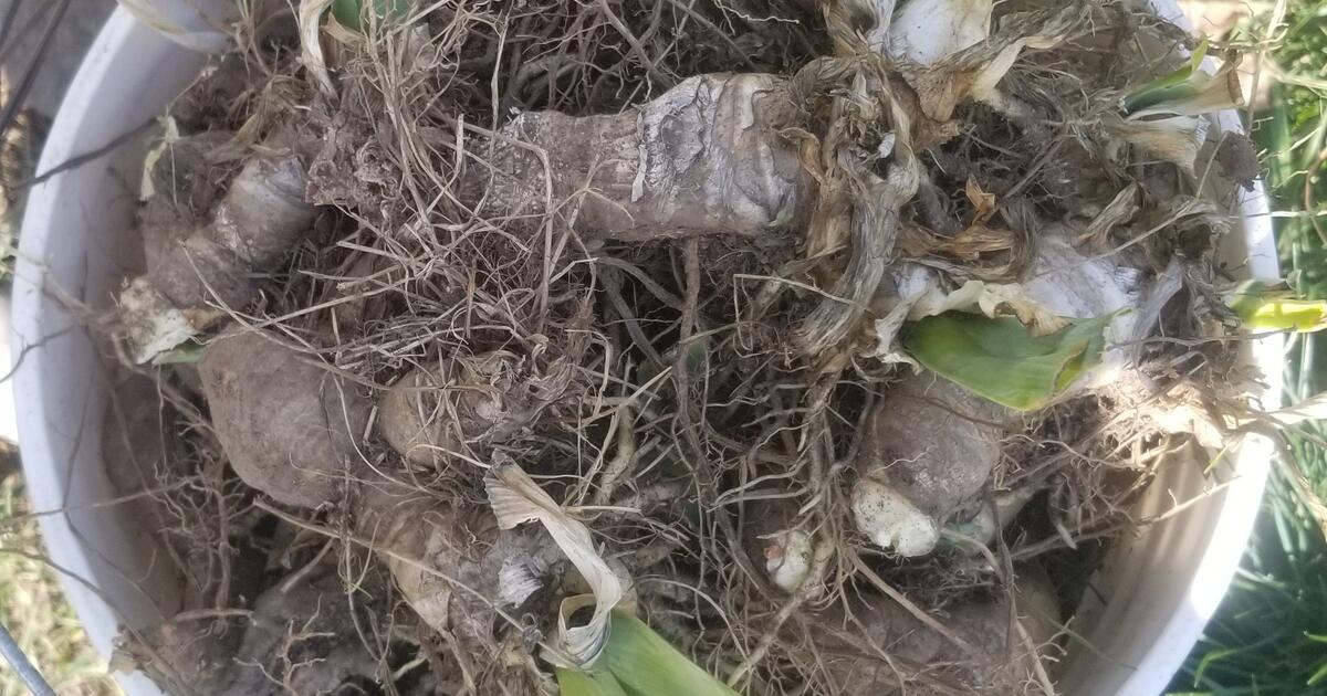 Iris Bulbs! for Free in Bellingham, WA For Sale & Free — Nextdoor