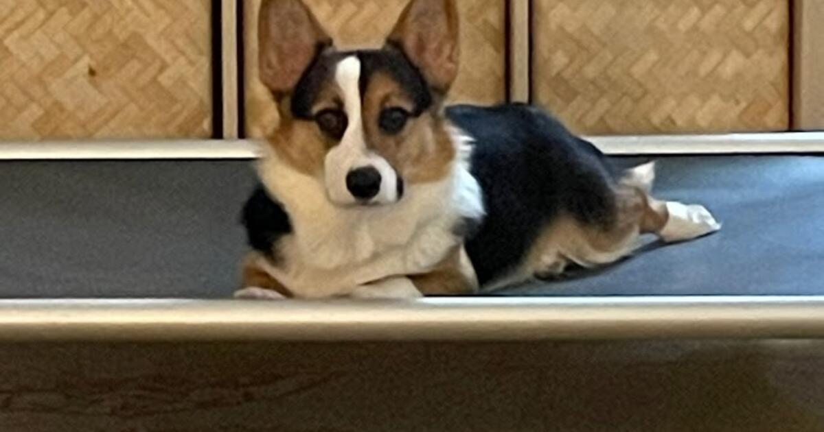 1 y/o Male, Pembroke Welsh Corgie for Free in Bethesda, MD | For Sale ...