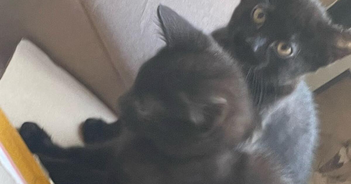 Kittens for Free in Brooklyn Park, MN For Sale & Free — Nextdoor