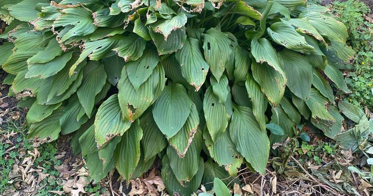 Free hostas in Prairie Village, KS For Sale & Free — Nextdoor