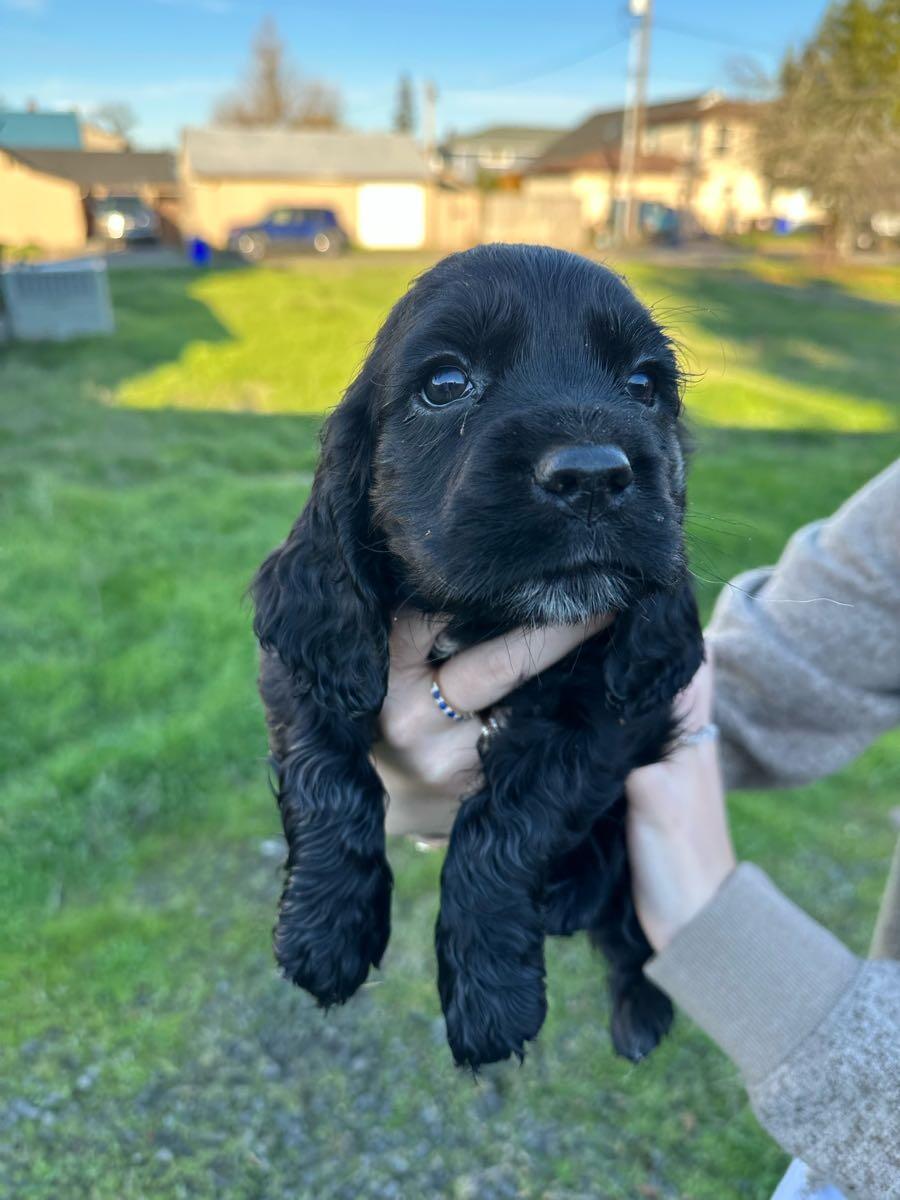 Puppies for Free in Molalla, OR For Sale & Free — Nextdoor