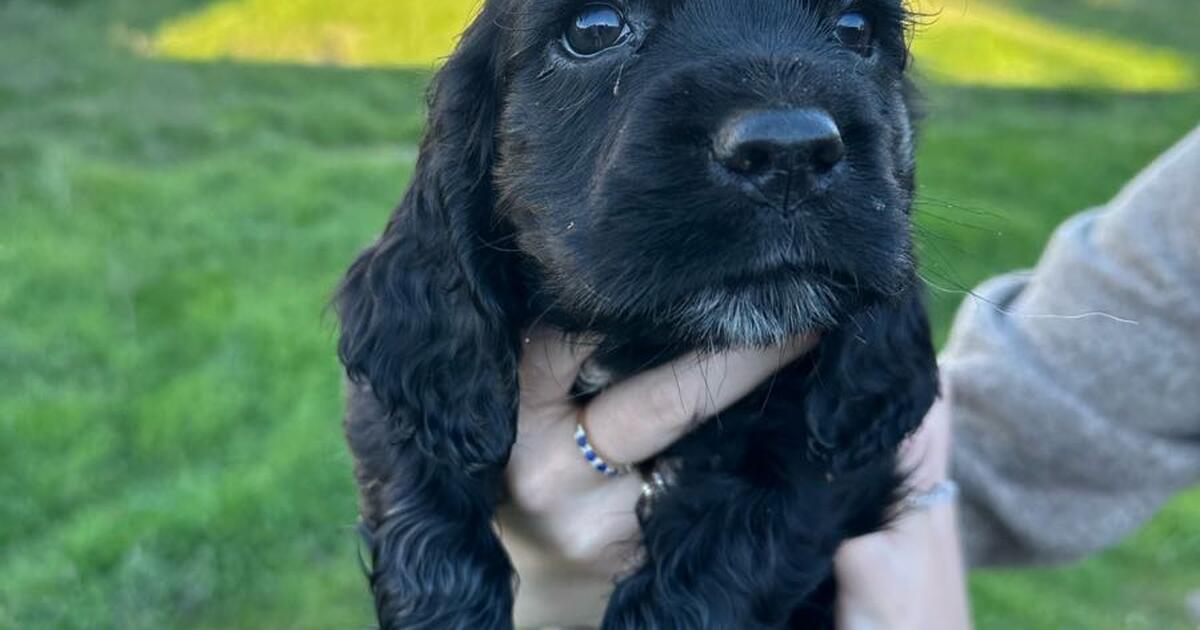 Puppies for Free in Molalla, OR For Sale & Free — Nextdoor