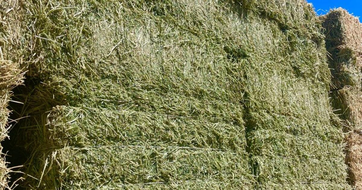 Alfalfa Hay for $26 in Washoe Valley, NV | Finds — Nextdoor