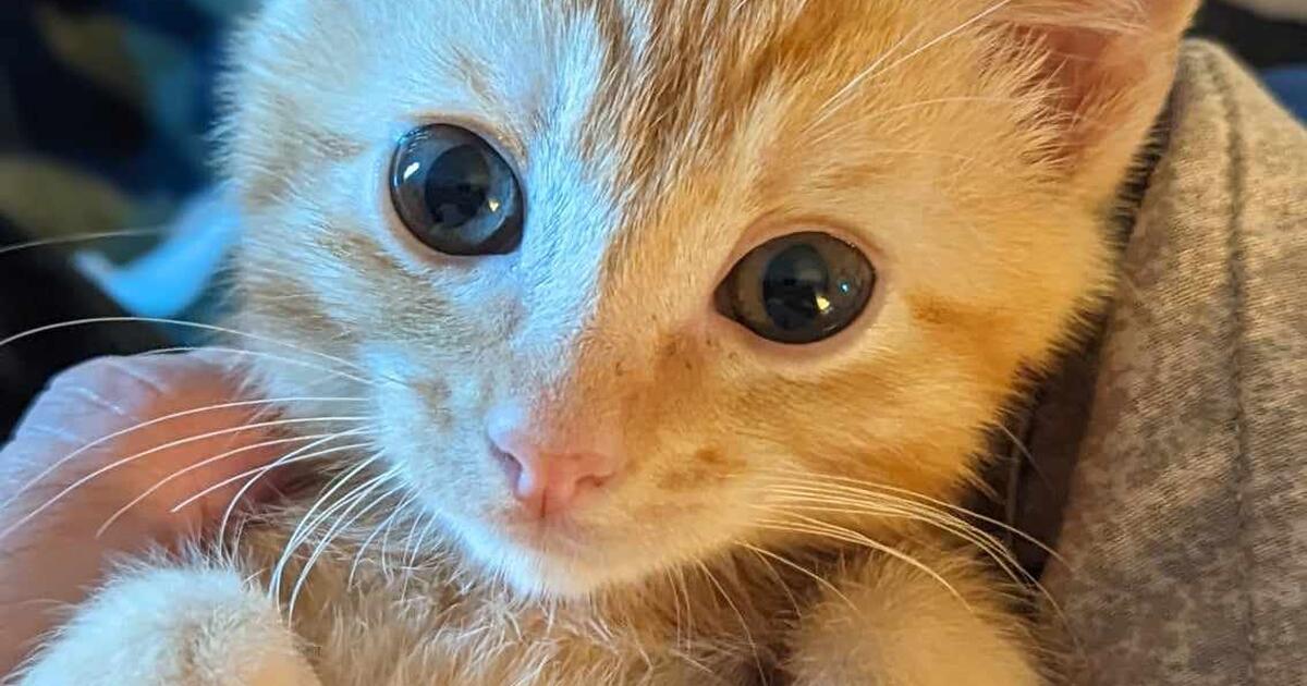 2 Sweet Kittens For Adoption for Free in San Jose, CA For Sale & Free