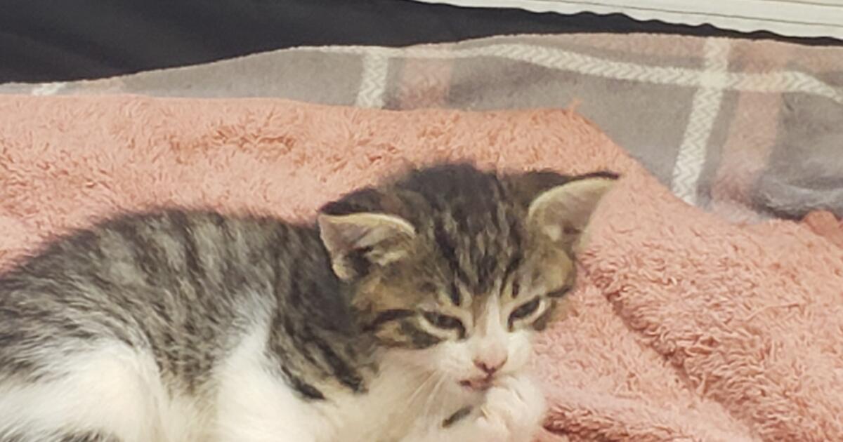 Free 8 week old kittens/Better pics for Free in Lakeland, FL For Sale