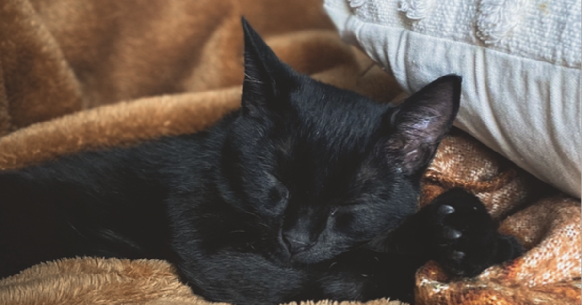 6 month old kitten, fixed and chipped for Free in Orlando, FL For