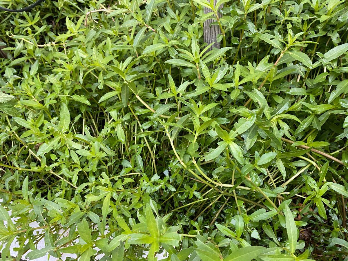 Garundi