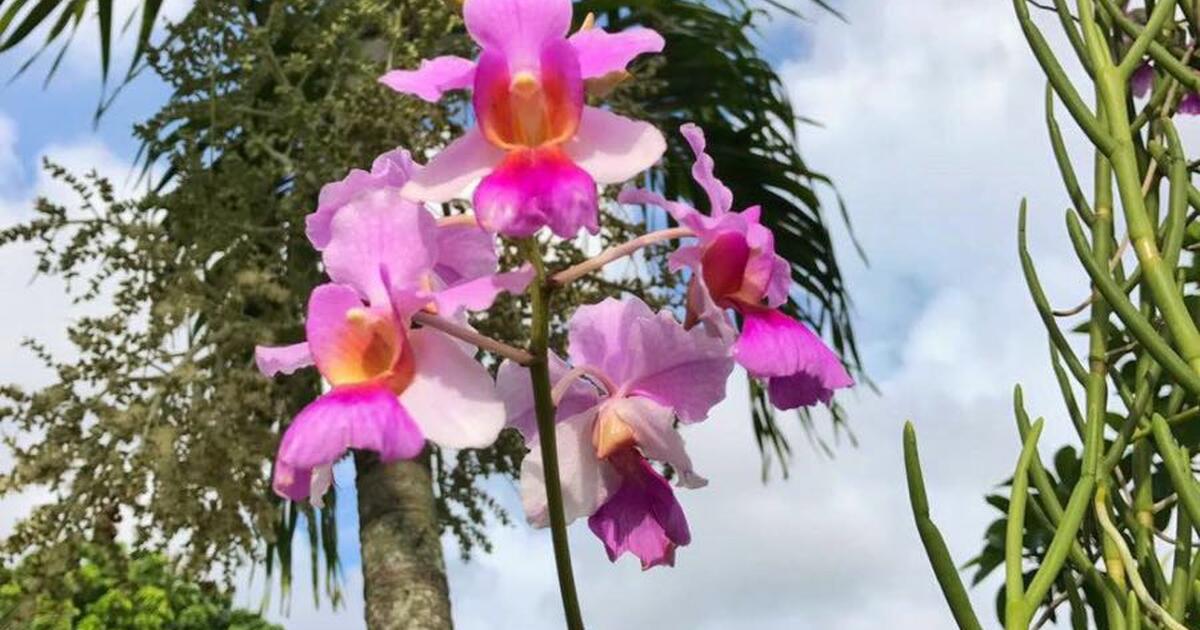Orchids and Plants SALE in Fort Lauderdale, FL For Sale & Free — Nextdoor