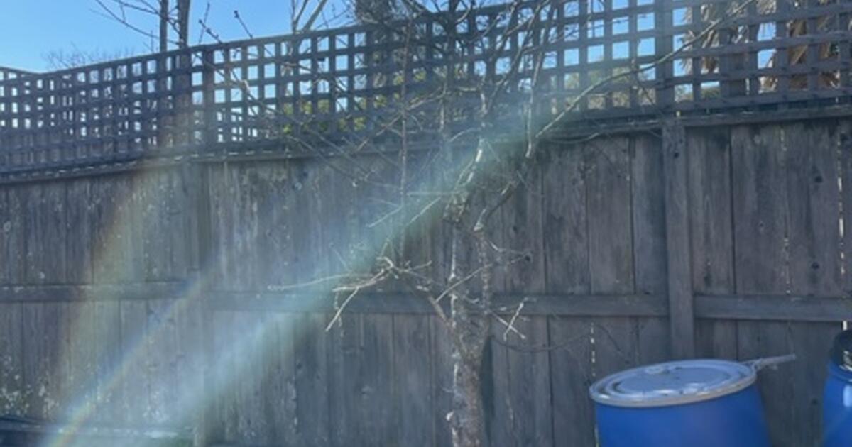 Cherry Tree ( 3 variety self pollinating) for Free in San Rafael, CA