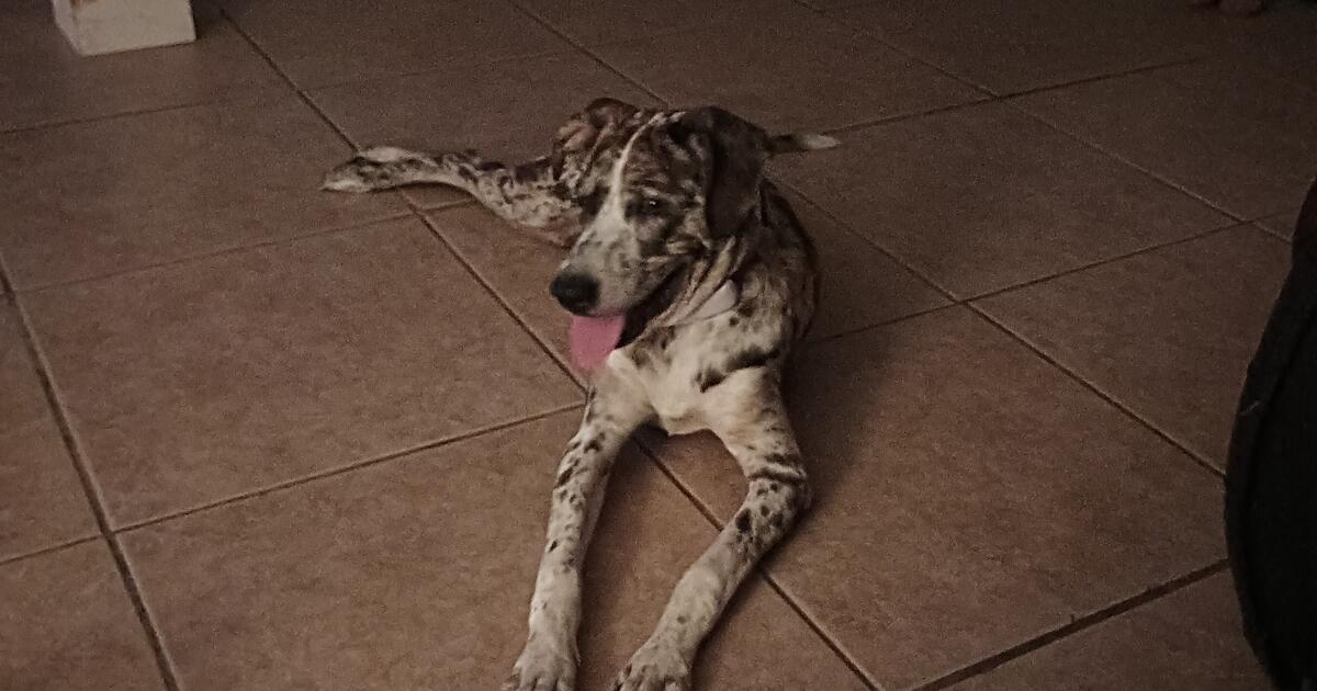 Dog for Free in Merritt Island, FL For Sale & Free — Nextdoor