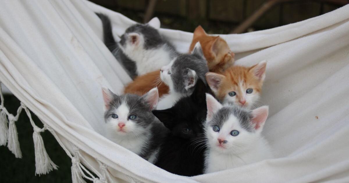 Kittens for Free in Battle Ground, WA Finds — Nextdoor