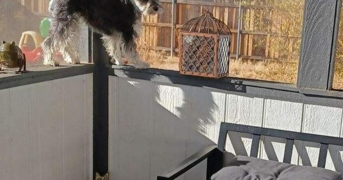  click on photos united animal friends request for foster adoption 11