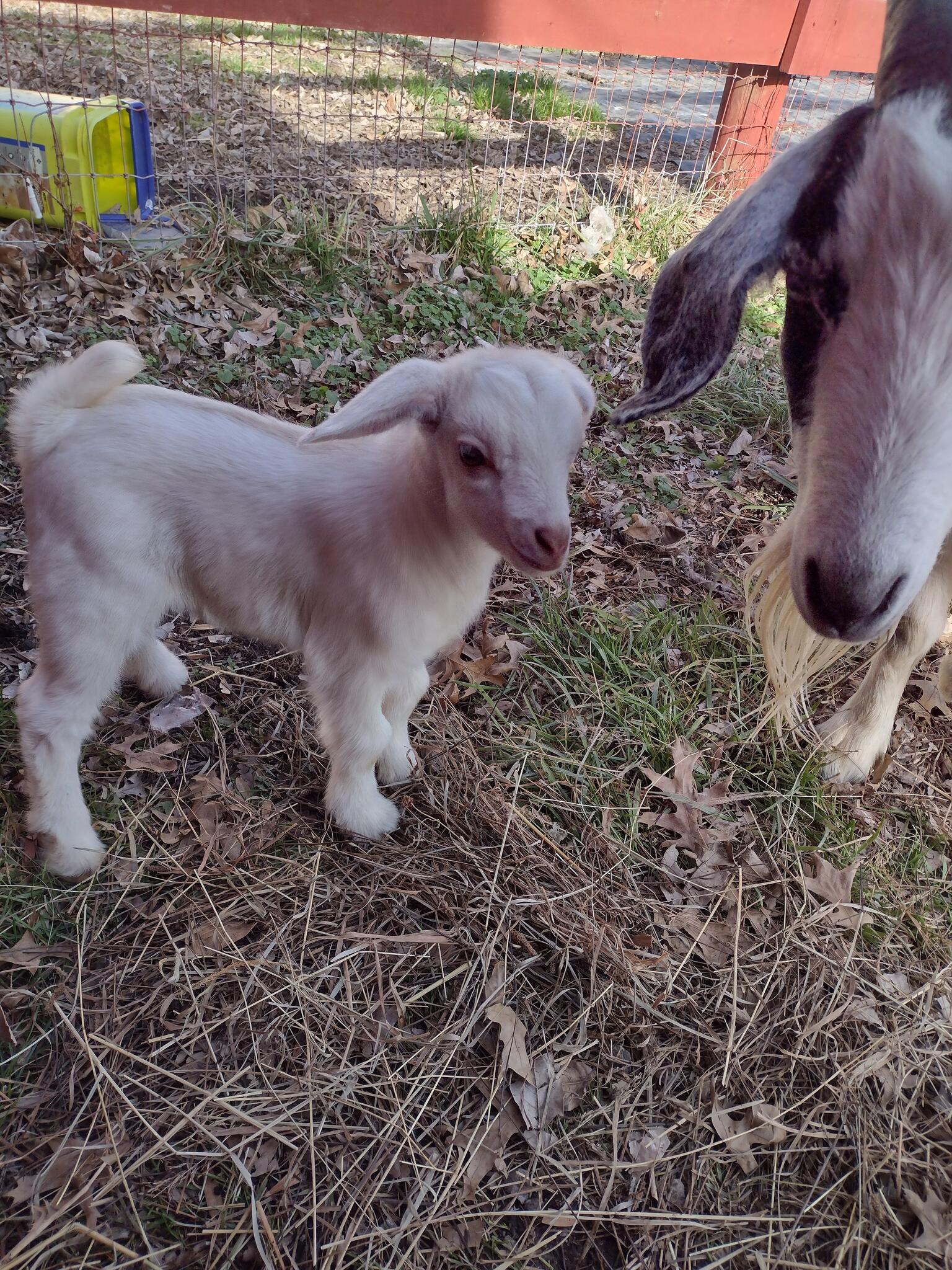 Goats for 150 in Hamersville, OH For Sale & Free — Nextdoor