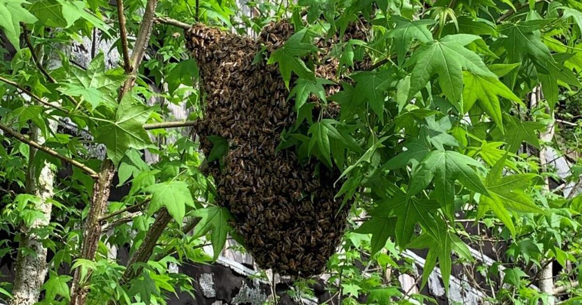 honey-bee-swarm-removal-for-free-in-loveland-co-for-sale-free
