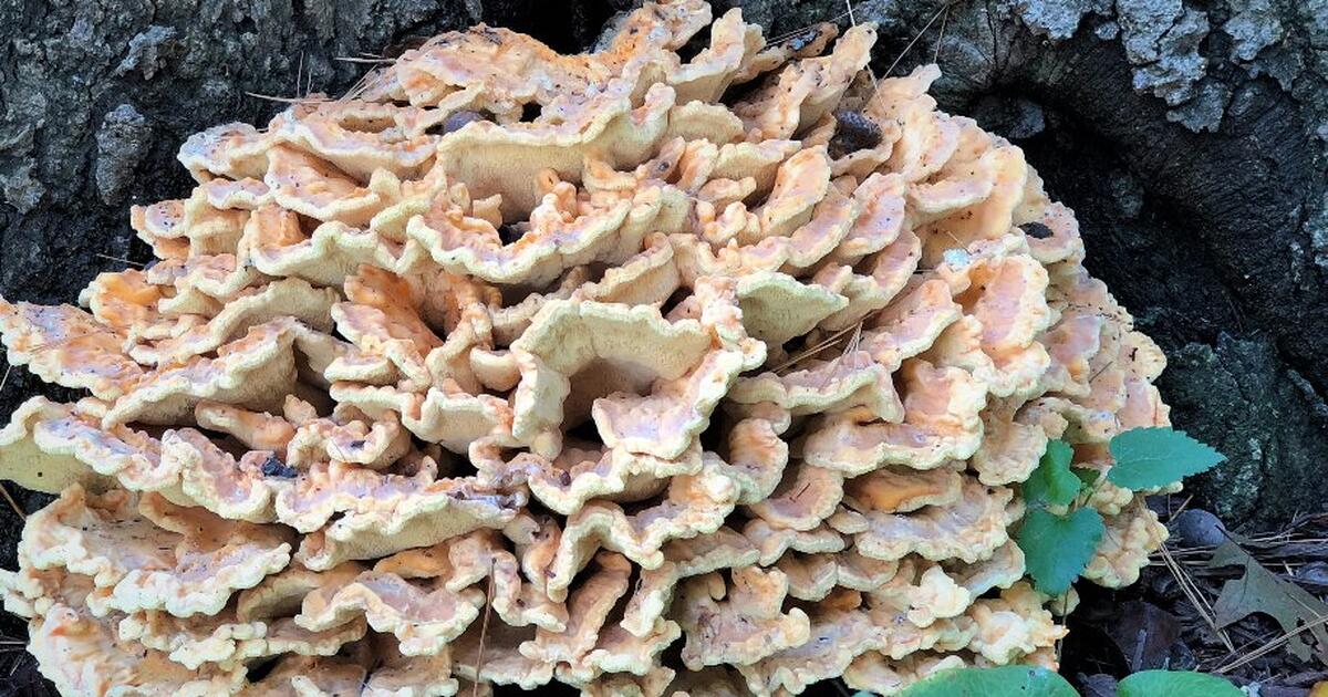 Fresh Chicken Of The Woods For Sale
