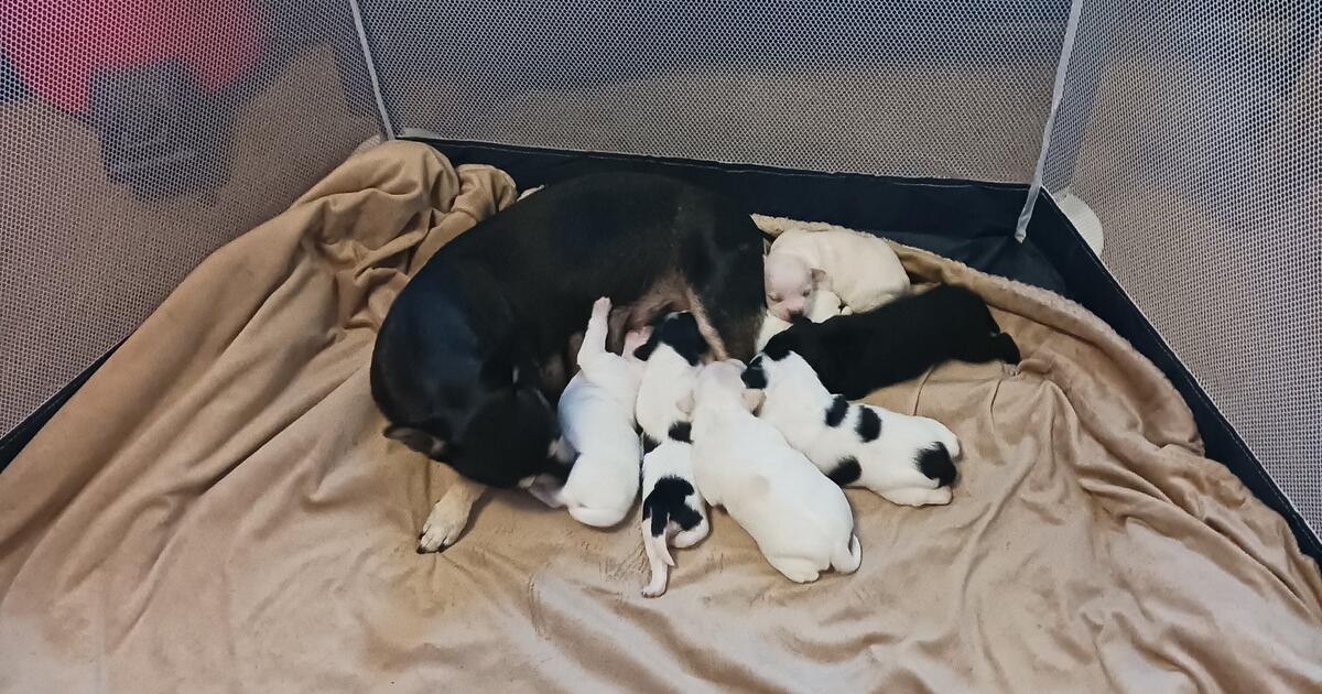 Free puppies for Free in Stockton, CA | For Sale & Free — Nextdoor