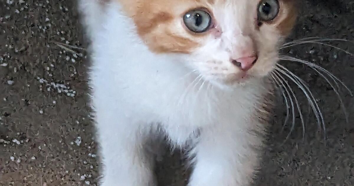 Kittens for Free in Redding, CA For Sale & Free — Nextdoor