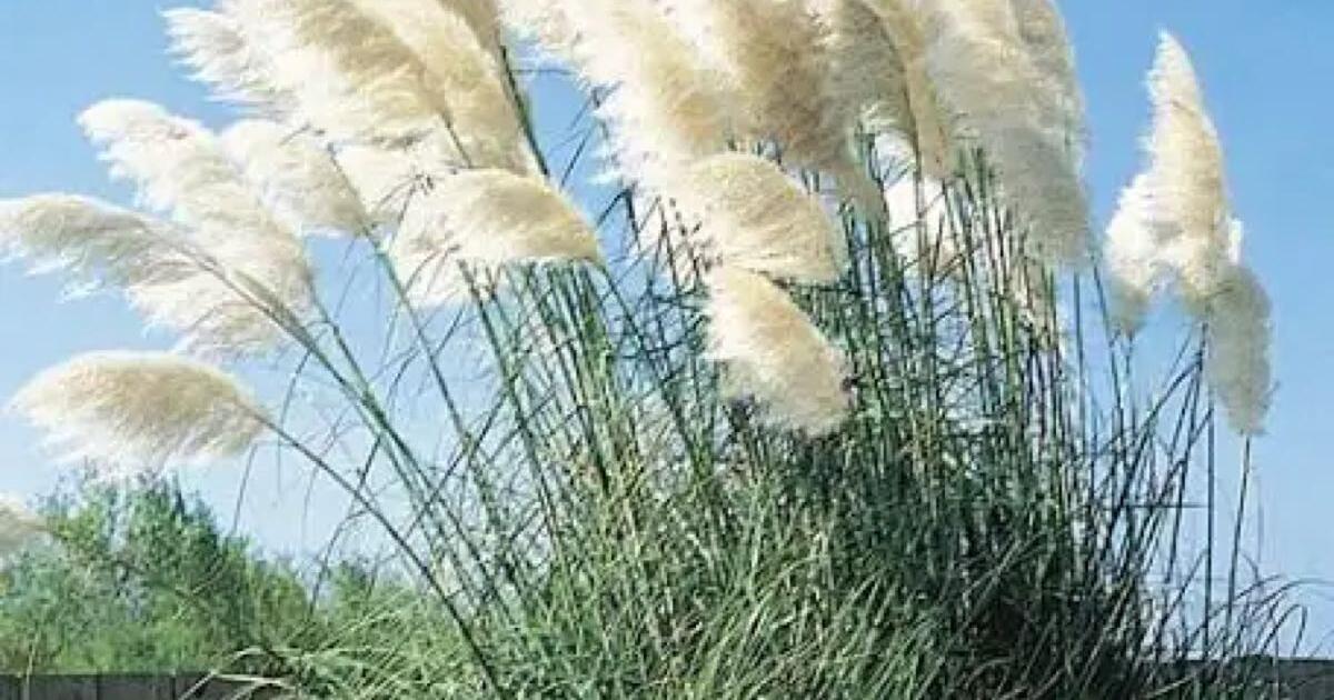 Fountain and pampas grass for Free in Raleigh, NC For Sale & Free