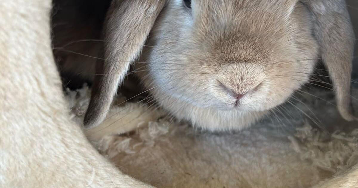 Bunny Rabbit for 100 in Kansas City, MO Finds — Nextdoor