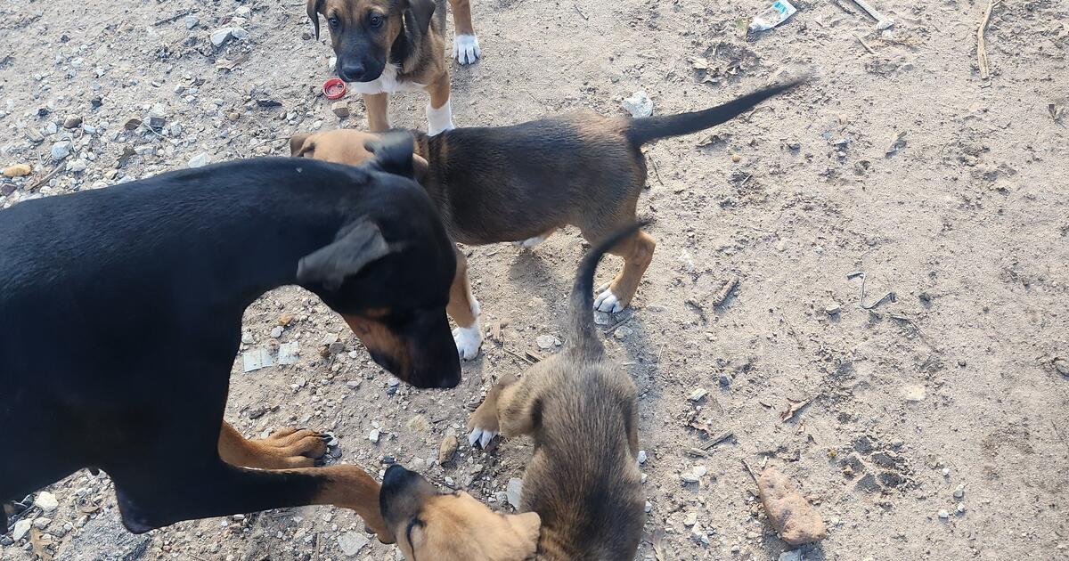 Puppies for Free in Elgin, TX For Sale & Free — Nextdoor