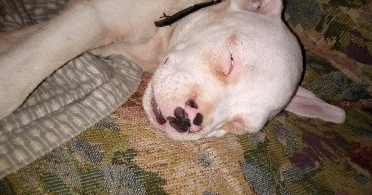 Puppies ready for new home for 50 in Flint, MI For Sale & Free