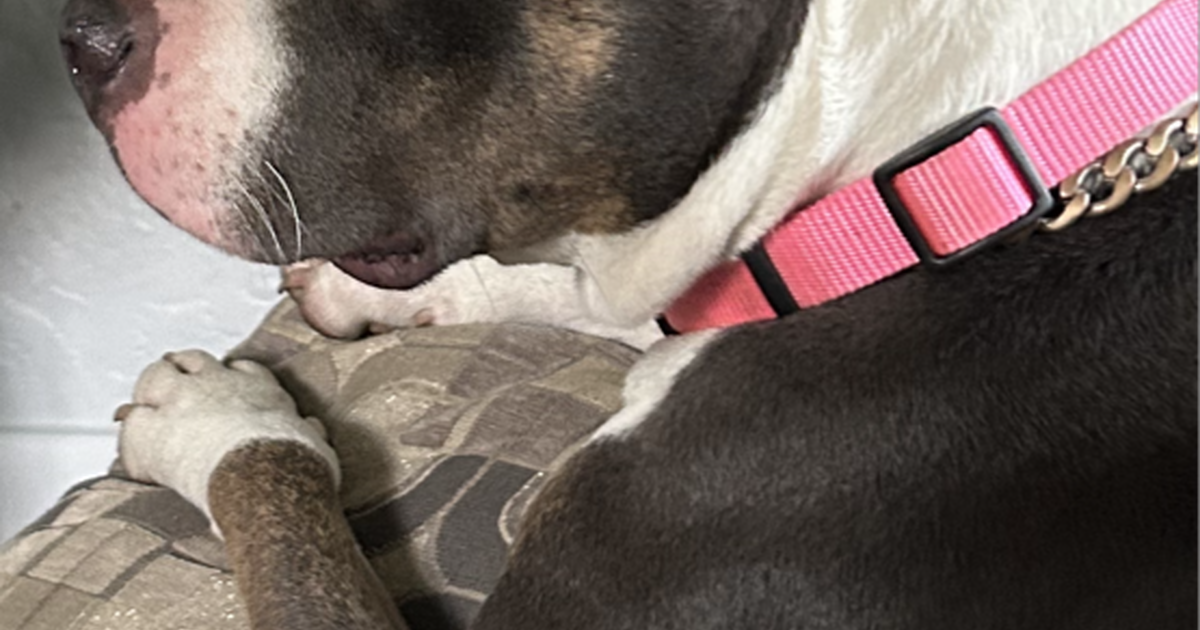 Pocket pittie in Kalamazoo, MI For Sale & Free — Nextdoor