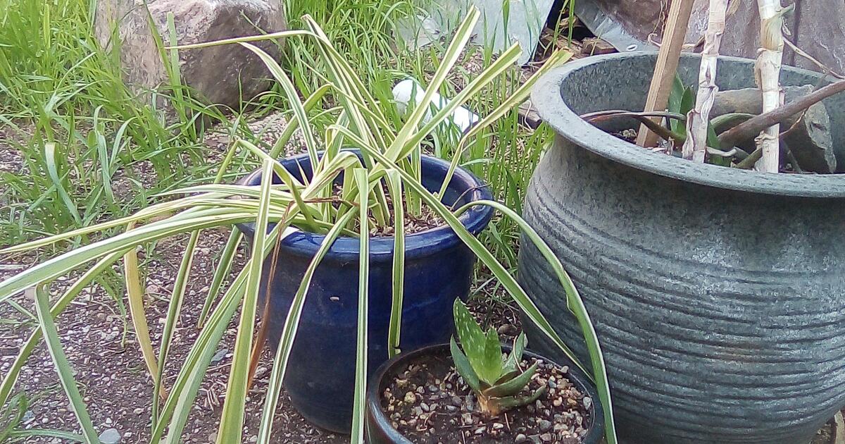 plants n pots for 30 in Tucson, AZ For Sale & Free — Nextdoor