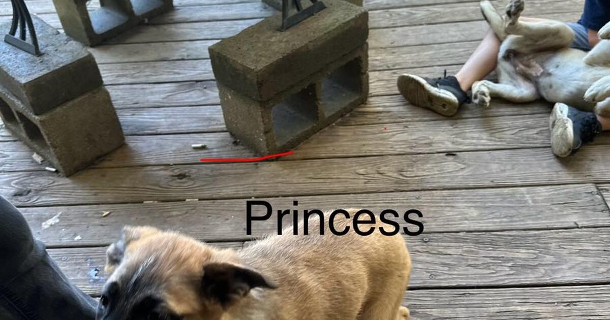 Puppies for Free in Burleson, TX For Sale & Free — Nextdoor