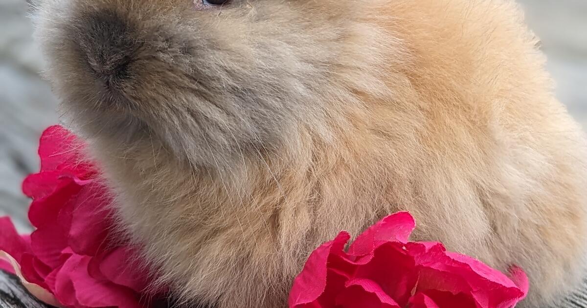 Adorable baby bunnies for 30 in Waynesboro, PA Finds — Nextdoor