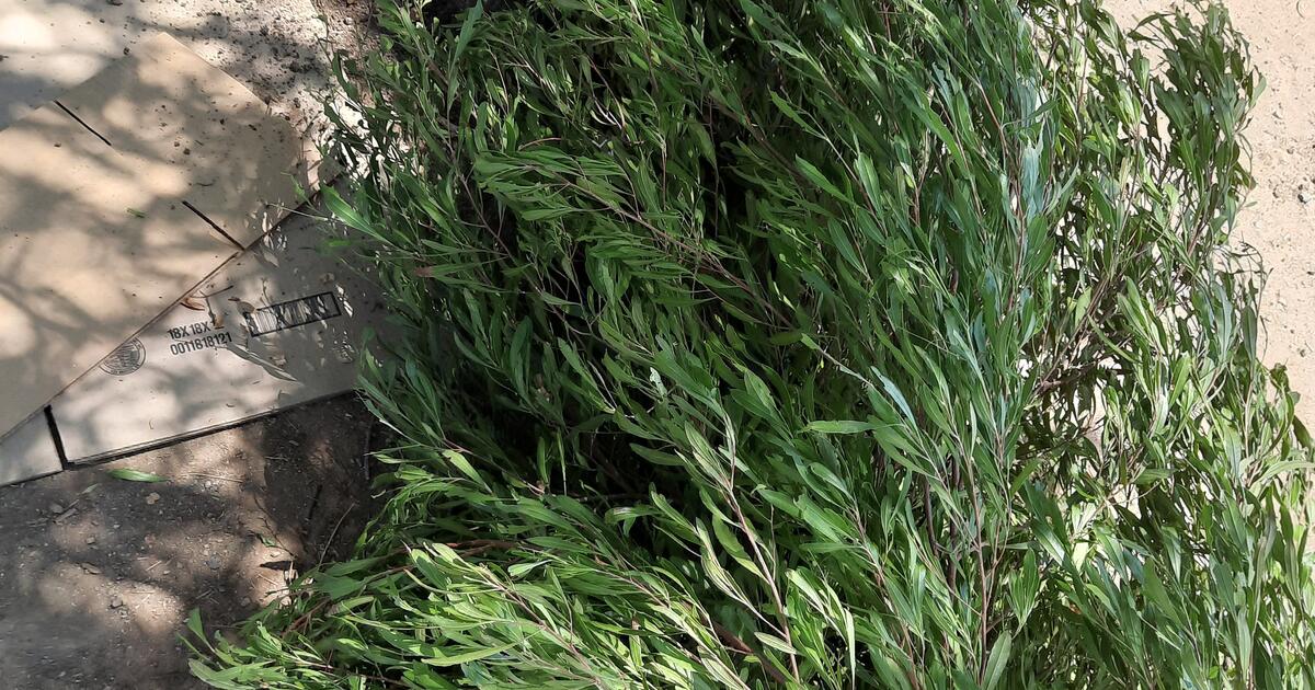 2 trees for Free in Quail Valley, CA Finds — Nextdoor