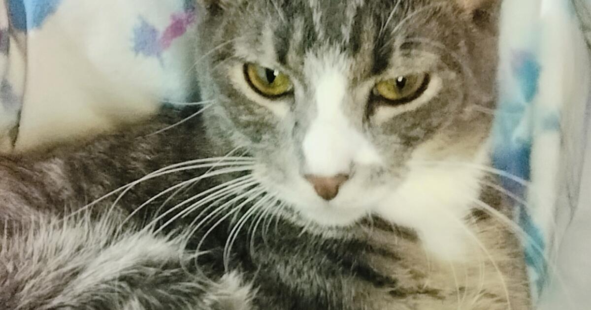 Cats for 20 in Burleson, TX Finds — Nextdoor