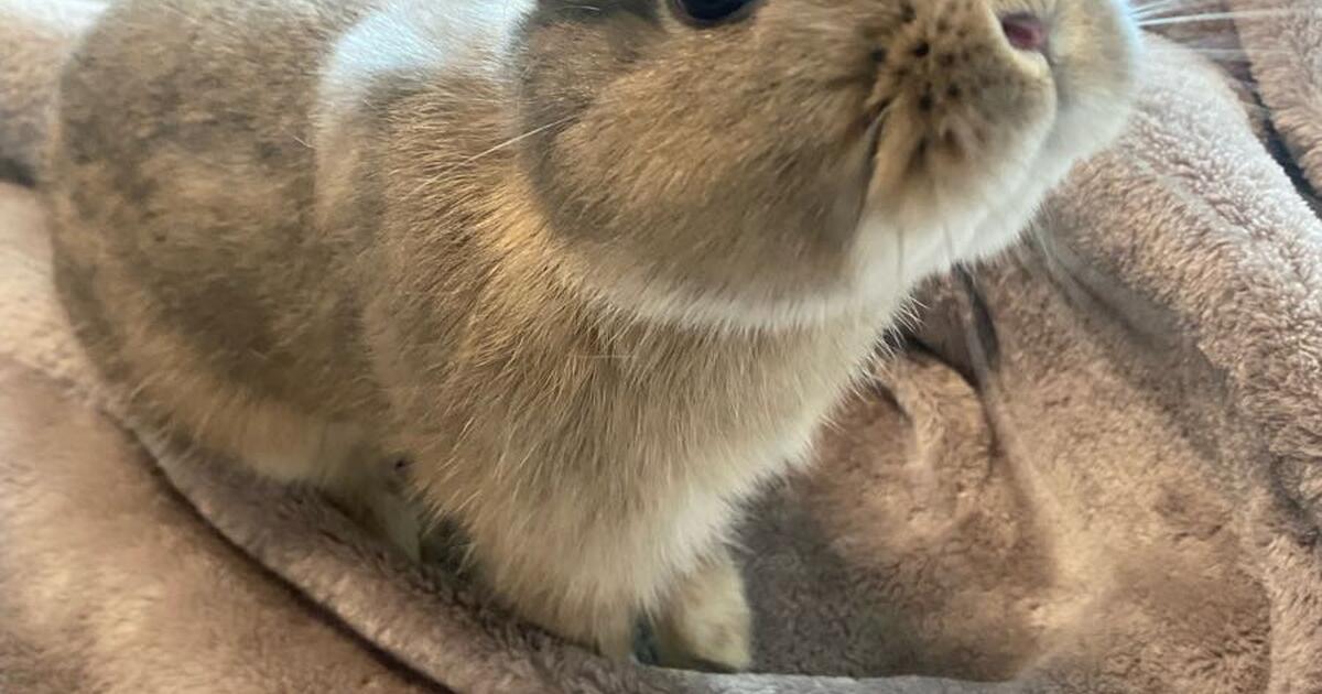Netherland dwarf rabbit for adoption for $100 in Chino Hills, CA | For ...