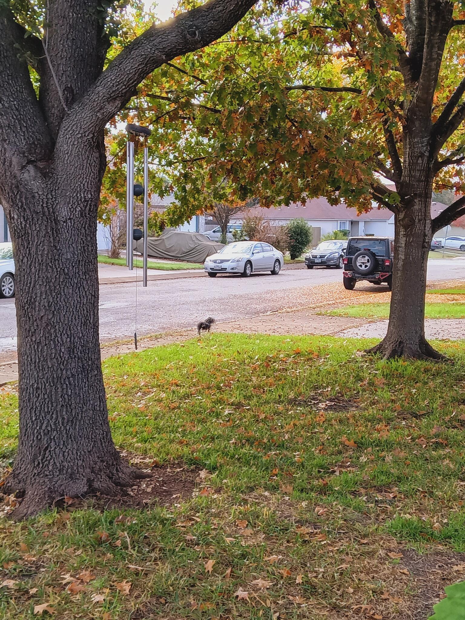 Northwest Crossing, San Antonio News, Crime, Lost Pets, Free Stuff